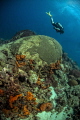   Diver swimming large brain coral  